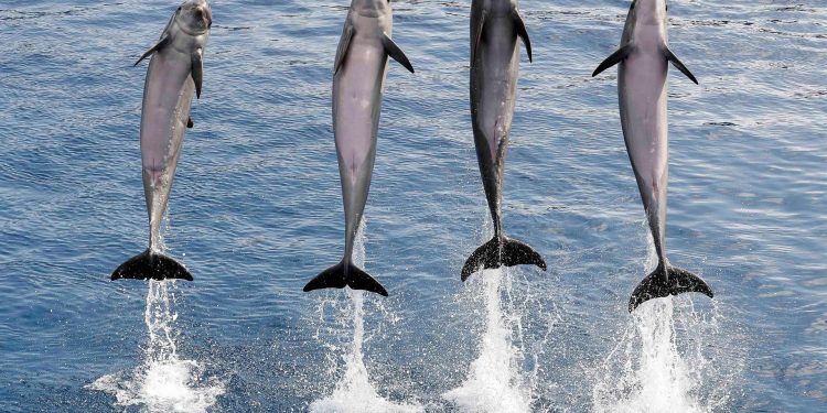 Delfines, cormoranes y rayas: son las especies en peligro que son atrapadas por las redes de pesca