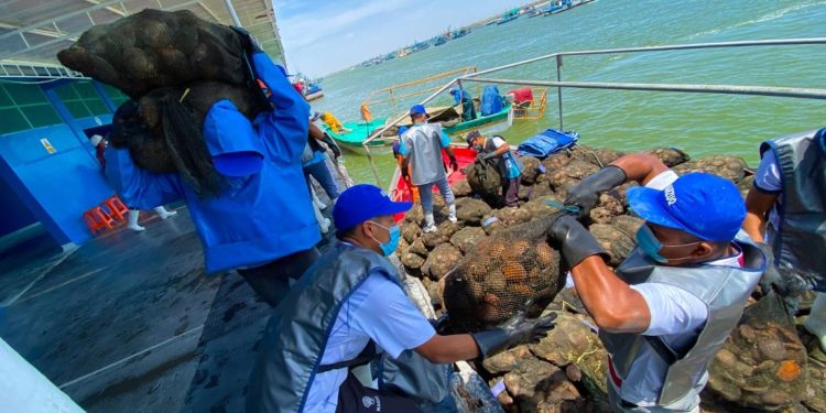 Extracción de moluscos bivalvos vivos genera 12,000 puestos de trabajo