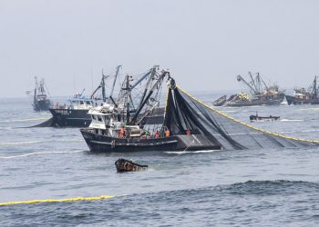 Concytec se pronuncia: pesca industrial en la reserva de Paracas debe ser rechazada categóricamente