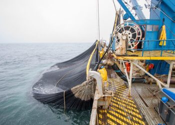 INFORME | Pesca industrial de anchoveta: 4 datos importantes sobre su impacto positivo en el Perú