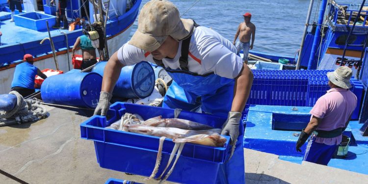 Produce estableció cuota de captura de pota para este 2024