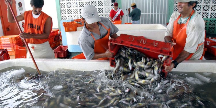 Primera temporada de pesca activó 250 mil puestos de trabajo