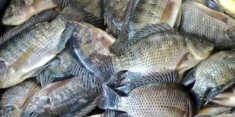 La Libertad: FONDEPES promueve el cultivo de tilapia en esta región
