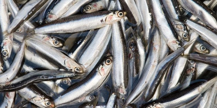 Produce: Pesca de anchoveta en zona norte-centro superó 60% de avance de cuota asignada