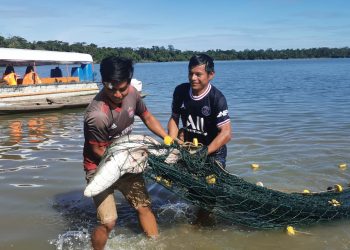 Productores serán capacitados gratuitamente en cultivo y proceso del paiche