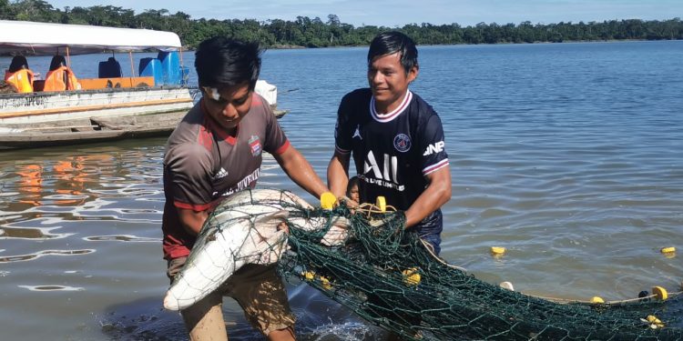 Productores serán capacitados gratuitamente en cultivo y proceso del paiche