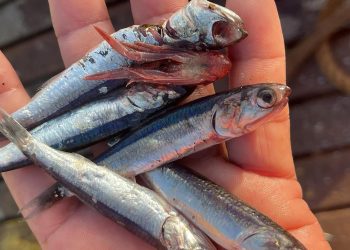 Pescadores industriales exhortan a cuidar el recurso de anchoveta para una buena segunda temporada de pesca