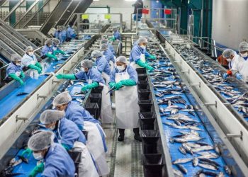 Produce: Sector pesquero creció 329.2% en mayo del 2024