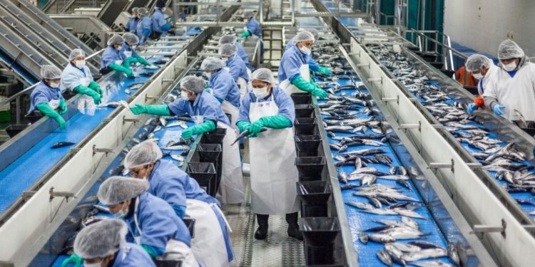 Produce: Sector pesquero creció 329.2% en mayo del 2024