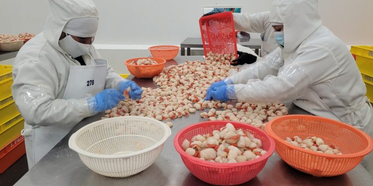 CITEpesquero Piura brindará charlas y cursos en temas sobre fiscalización y auditoria sanitaria en el sector pesquero y acuícola