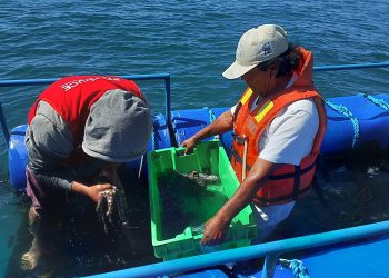 Pescadores artesanales no embarcados concluyen con éxito proyecto piloto de cultivo de pulpo en jaulas flotantes en mar de Sechura