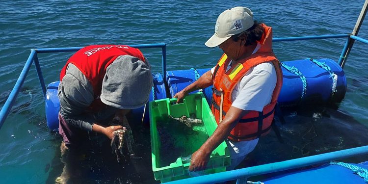Pescadores artesanales no embarcados concluyen con éxito proyecto piloto de cultivo de pulpo en jaulas flotantes en mar de Sechura