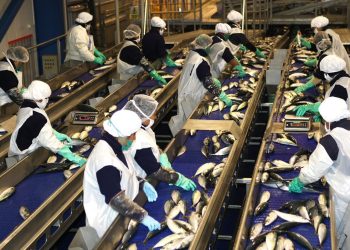 Producción mundial de harina y aceite de pescado se elevaron gracias a pesca peruana