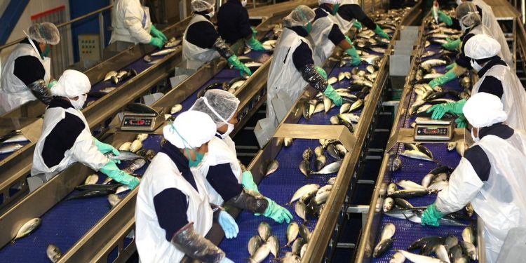 Producción mundial de harina y aceite de pescado se elevaron gracias a pesca peruana
