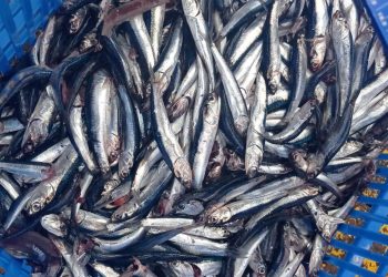 Pesca de anchoveta: efectos del Fenómeno El Niño permiten que cuota máxima de captura supere a la del año pasado