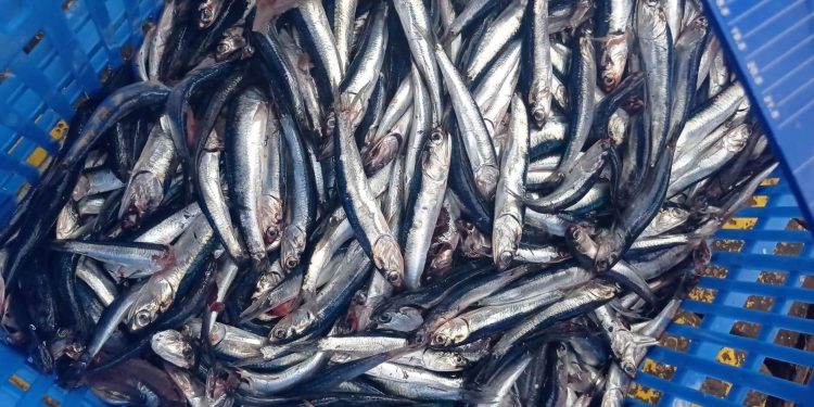 Pesca de anchoveta: efectos del Fenómeno El Niño permiten que cuota máxima de captura supere a la del año pasado