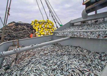 Perú espera muy buena segunda temporada para la pesca de anchoveta
