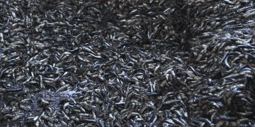 Gestión pesquera peruana de anchoveta triunfa en materia de sostenibilidad en EE.UU.