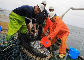 Produce alista nueva reforma para despenalizar la pesca industrial de anchoveta en áreas protegidas como Paracas