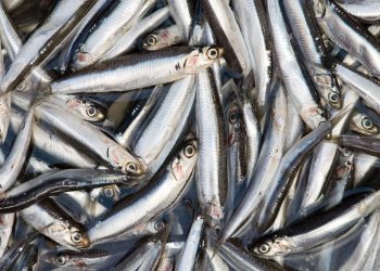 Produce autorizó primera temporada de pesca de anchoveta en la zona sur