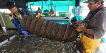 Produce entrega 70 millares de semilla de concha de abanico en Áncash