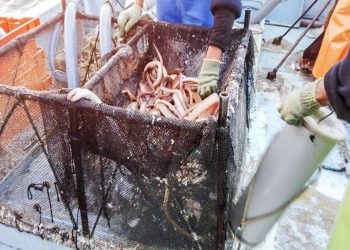 Gobierno aprobó Reglamento de ordenamiento pesquero del recurso anguila