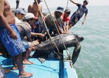 Moquegua: capacitan en buenas prácticas de manipulación y liberación de tortugas marinas
