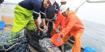 Segunda temporada de pesca de Anchoveta muestra un avance del 48.8% de la cuota asignada