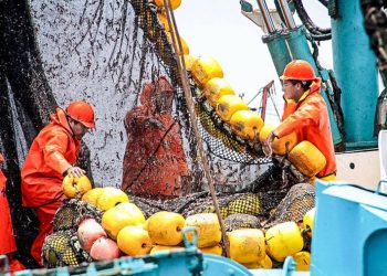 Pesca de anchoveta alcanza el 65.56% de la cuota en la segunda temporada 2024