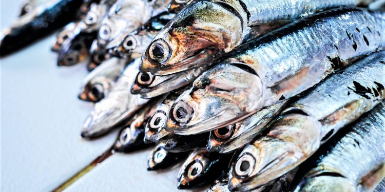 OPINIÓN | Anchoveta: un cierre de temporada satisfactorio