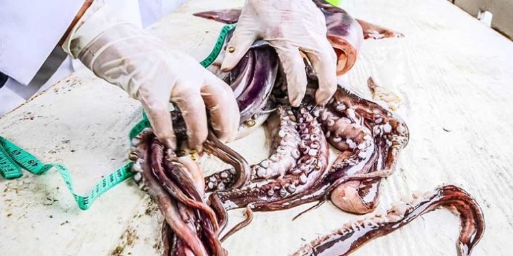 Produce inició crucero de investigación del calamar gigante en todo el litoral peruano