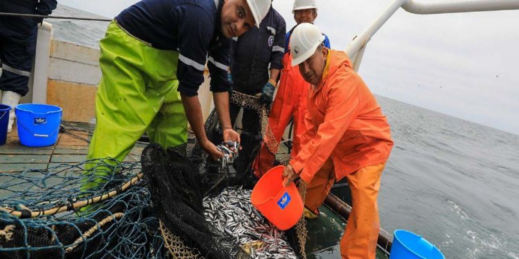 Imarpe llevará a cabo la prospección de la anchoveta en el mar peruano