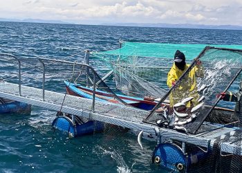 Perú se declara ante la OMSA como país libre de cuatro enfermedades en la especie trucha arcoíris