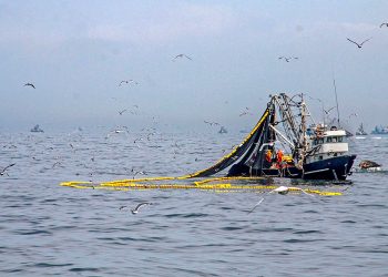 OPINIÓN | La pesca de anchoveta en el sur debe ser atendida