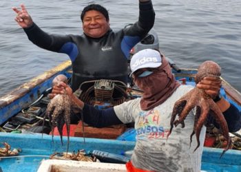 Pesca sostenible de pulpo: modelo del Sernanp beneficia a pescadores artesanales de Ilo