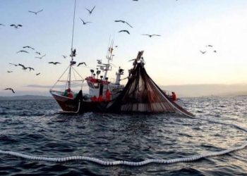 Sector pesquero creció 25 % en 2024 respecto al periodo anterior