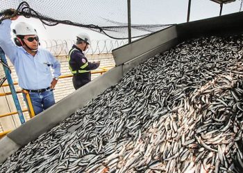 Exportaciones por US$ 1400 millones generó la segunda temporada de pesca de anchoveta