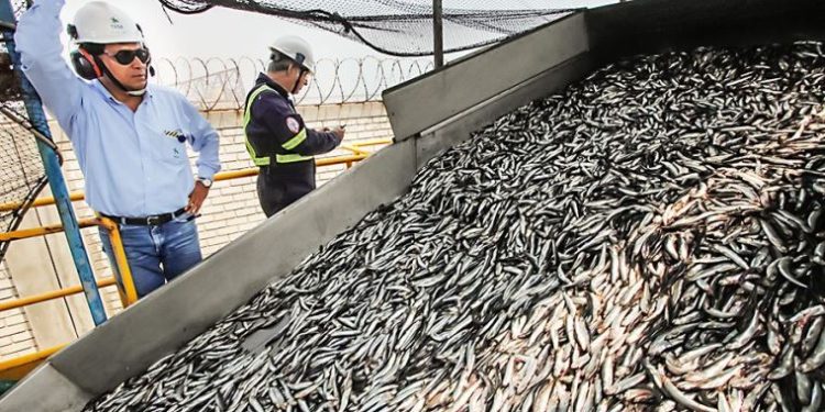 Exportaciones por US$ 1400 millones generó la segunda temporada de pesca de anchoveta