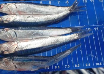 INFORME | La anchoveta peruana se acerca al límite de una de las temporadas de pesca más grandes de su historia: la cuota ya supera el 90%
