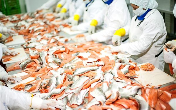 Pesca se expandió 24.89% en el 2024