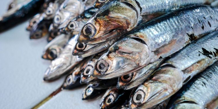 INFORME | Pesca: ¿A qué desafíos se enfrenta el sector en busca de la sostenibilidad?