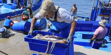 Produce aprobó medidas para el aprovechamiento sostenible del calamar gigante