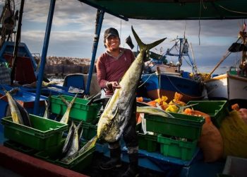 Pesca de perico: nuevos plazos para instalar sistema satelital para embarcaciones