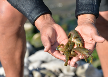 Arequipa: Refuerzan protección del camarón del valle de Majes durante temporada de veda