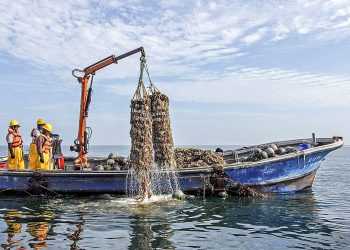 Produce autorizó pesca de concha de abanico con fines acuícolas frente a litoral del Callao