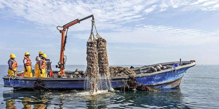 Produce autorizó pesca de concha de abanico con fines acuícolas frente a litoral del Callao