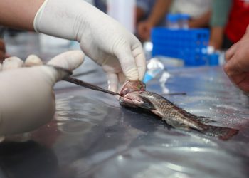 San Martín: Sanipes fortalece capacidades de acuicultores para mitigar la presencia del Streptococcus agalactiae en el cultivo de tilapia
