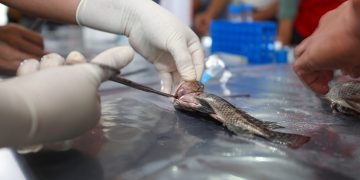 San Martín: Sanipes fortalece capacidades de acuicultores para mitigar la presencia del Streptococcus agalactiae en el cultivo de tilapia