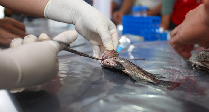San Martín: Sanipes fortalece capacidades de acuicultores para mitigar la presencia del Streptococcus agalactiae en el cultivo de tilapia