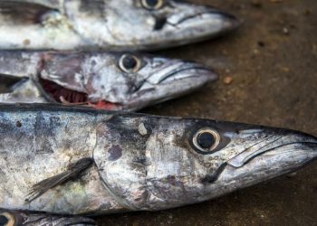 OPINIÓN | Come sano, come jurel peruano